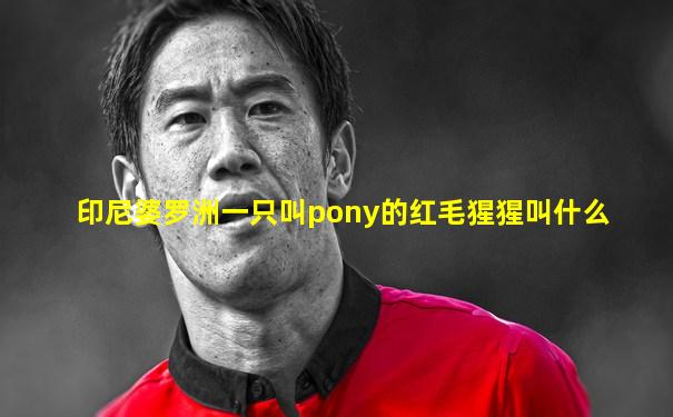 印尼婆罗洲一只叫pony的红毛猩猩叫什么